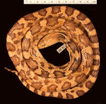 Media type: image;   Herpetology R-53938
